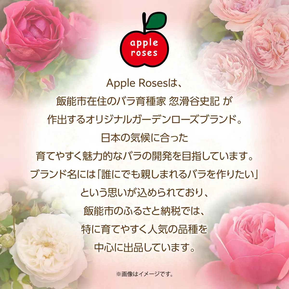 【Apple Roses】バラ苗『ストロベリー・スウィング』大苗6号ポット植え  HNNH013