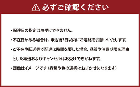 ミディ胡蝶蘭 4寸鉢 2本立 1鉢《品種や色の選択はおまかせ》/ 石原洋蘭園 / 山梨県 中央市