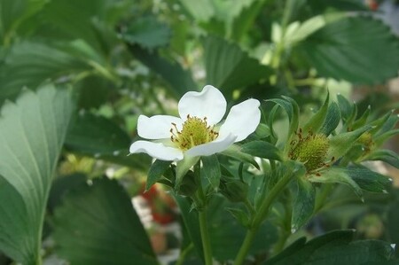 【42002】【先行予約】米村農園「大粒いちごB」 9～15粒程度×1セット 発送は2027年2月以降