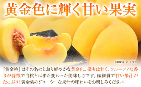 ご家庭用 おかやまの黄金桃 大玉3玉 桃