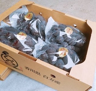 島田農園　ピオーネ2kg（3房～4房入り）【令和8年8月中旬頃発送！予約受付中】【A-78】