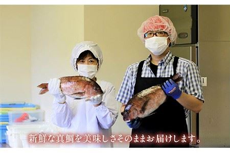 【12回定期便】【五島列島の新鮮真鯛】鯛茶漬け8食（あおさ塩だし） 五島市/NEWパンドラ[PAD014]