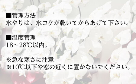 【家で育てる！】 胡蝶蘭 の苗 1株と 胡蝶蘭柄のメモ帳2つ  胡蝶蘭 洋蘭 苗[BDAB002]