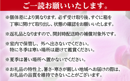 胡蝶蘭 1鉢【1本立ち4.5寸胡蝶蘭】 [BDAB004]