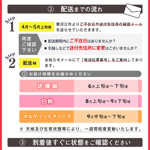 《先行予約》令和8年産 3回定期便 「フルーツ 定期便 萌（もえ）」2026年産 山形県産【2026年6月上旬頃から発送開始予定】※配送不可 沖縄・離島　041-B-MM066