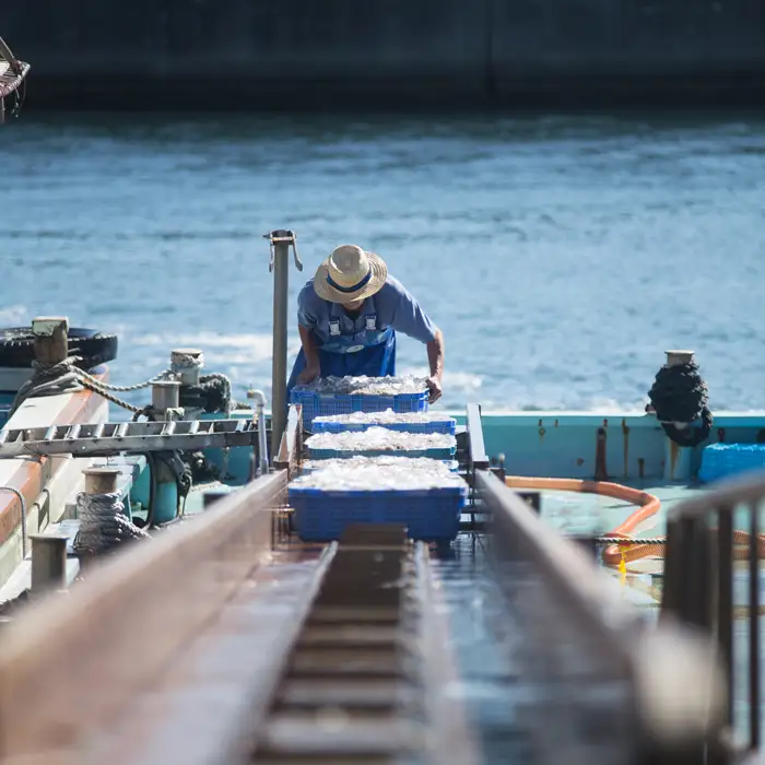 淡路島の生しらす（5食入り） しらす