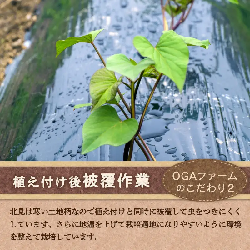 【予約：2026年10月下旬から順次発送】北の果てのサツマイモ ハロウィンスイート ※土付き ( 北海道 野菜 芋 さつま芋 さつまいも サツマイモ 期間限定 数量限定 )【133-0001-2026】