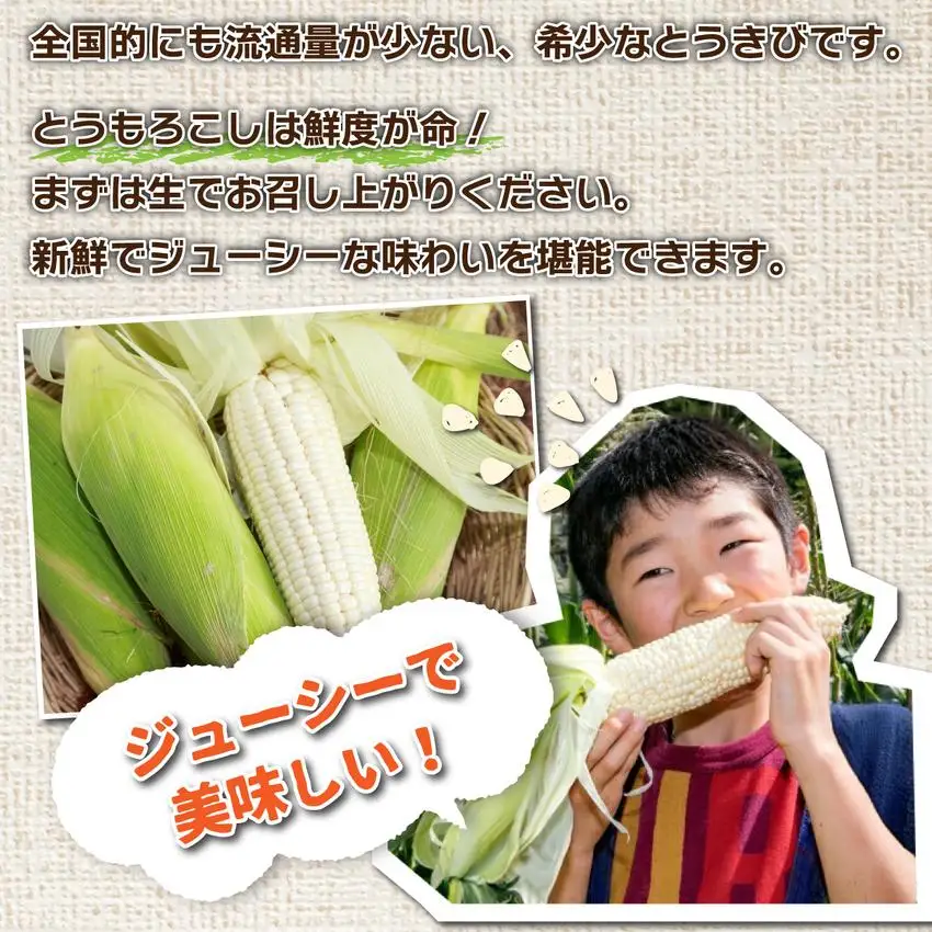 ＜先行予約＞北海道産 とうもろこし(ホイップコーン) Lサイズ 10本 【55250483】