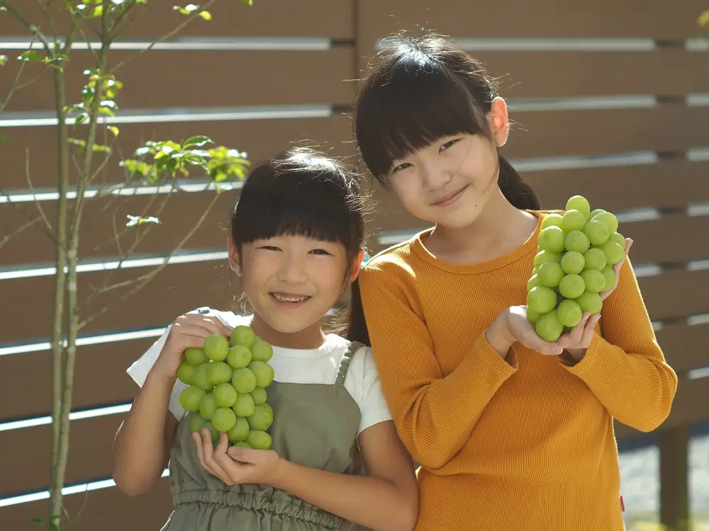 上山産・絶品シャインマスカット　１.８ｋｇ以上♪　0140-2609