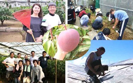 【2026年発送】贈答用　宜野座村産キーツマンゴー「マンゴーの丘」秀品　約2kg フルーツ 甘い 美味しい 特徴 香り お取り寄せ Mango デザート 大きい 希少 贈り物 ビタミン おすすめ 贅沢 栄養価 国産 沖縄県 人気 産地直送 送料無料