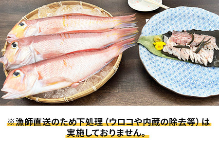 《予約受付》漁師直送 甘鯛（あまだい）1kg＋おまかせ鮮魚 秋田県産【下処理なし】