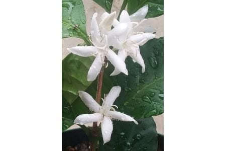 《焙煎直送》お家Cafeセット (焙煎コーヒー3種 計560g)｜コーヒー豆 [1193]