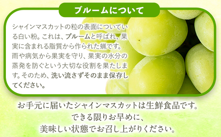 シャインマスカット 大粒 約1.4kg(700g前後×2) 