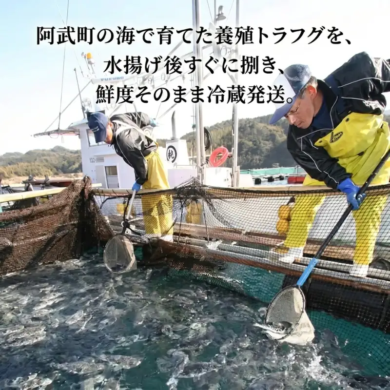 【先行予約】ふく料理4人前阿武町産トラフグ刺身ちり鍋セット冷蔵配送《お届け：2026年10月中旬～2027年3月末出荷予定》山口県国産ふぐ海鮮グルメギフト