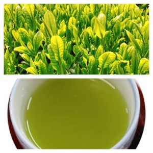 No.3011-1 問屋も認めた極上深蒸し茶セット