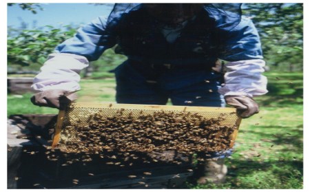 国産純粋蜂蜜（３００g×３本） ( ふるさと納税 はちみつ 純粋蜂蜜 国産 ハチミツ 天然 濃厚 セット 北海道 遠軽町 株式会社 花田産業 ) en01-00039