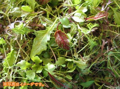 食用花 スペシャルセット ハーブティブーケ1束・エディブルフラワー 約30g・ベビーリーフミックス 約150g or ハーブミックス約150g [あんがとう農園 石川県 中能登町 27ai0001]