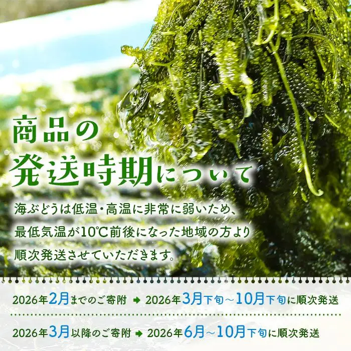 宮古島朝採れ海ぶどう（6パック）｜新鮮直送 プチプチ食感 沖縄土産（FL002）