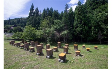 国産天然 非加熱はちみつ 230g 2本セット「春の百花」「6.18」