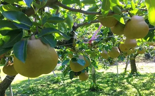西洋梨（ラ・フランス）3kg ご家庭用 0134-2601 | 山形県上山市