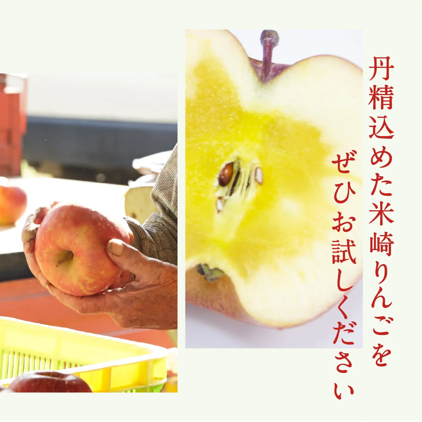 【2026年発送先行予約】りんご 米崎りんご 3kg 品種 サンふじ 産地直送 