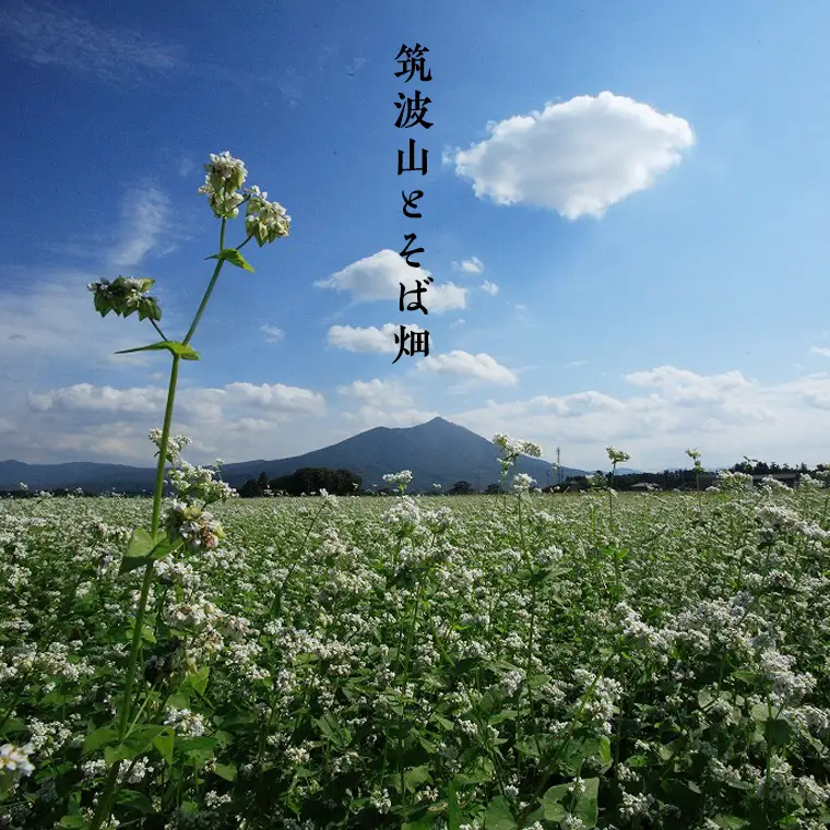 【常陸秋そば使用 手打ちそば 】冷凍 手打ち そば （ 筑波山パッケージ ） 6人前 蕎麦 生そば 麺 食品 年越し [AN024sa]