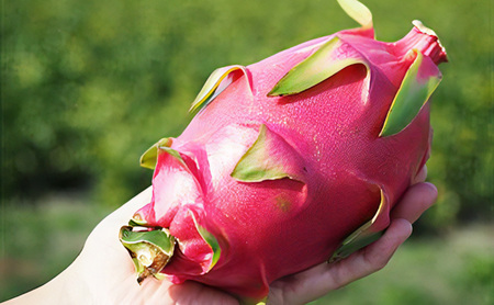 福岡県産 ドラゴンフルーツ レッド 2kg (3～7個) 果物 フルーツ ※配送不可:離島