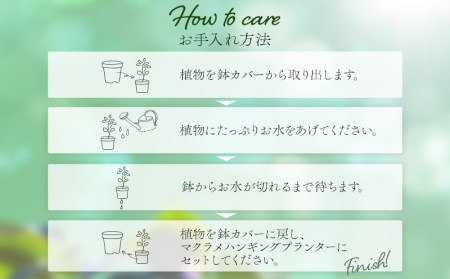 《グレー》季節の観葉植物と3色から選べるマクラメハンギングプランターのセット 観葉植物 飾り インテリア マクラメ編み マクラメ ハンギング プランター 鉢 グレー 手編み おしゃれ 植物 室内
