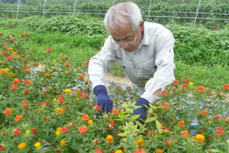 美郷町薬草研究会 香草 ブレンドティー レモングラス 3袋