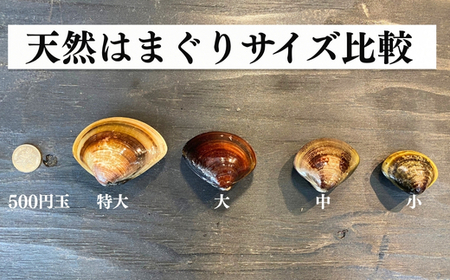 はまぐり 2kg (500g×4袋) 小分け 中サイズ 岬だより 【蛤 はまぐり】