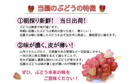 【2026年先行予約】【産地直送】フルーツ王国岡山 シャインマスカットの娘マイハート入り！ぶどう１.２kg詰め合わせ (2026年9月下旬～発送予定) 【hfbd003-01】