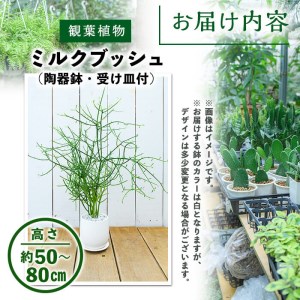 ＜観葉植物＞ミルクブッシュ(高さ約50～80cm、巾約40cm・陶器鉢・受け皿付)観葉植物 植物 インテリア 開店祝い 移転祝い おしゃれ 室内 ギフト プレゼント オフィス 陶器鉢 受け皿 ミルクブッシュ 青珊瑚 個性【m24-03】【アイエヌエー】