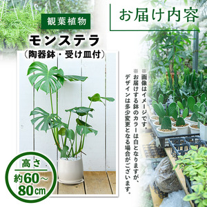 ＜観葉植物＞モンステラ(高さ約60～80cm・巾約40cm、陶器鉢・受け皿付)観葉植物 植物 大型 インテリア 開店祝い 移転祝い おしゃれ 室内 ギフト プレゼント オフィス モンステラ 陶器鉢 受け皿 個性【m24-04】【アイエヌエー】