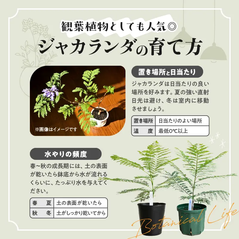 ≪世界三大花木≫ ジャカランダ 苗木 華紫バイオレットブルー 30cm～70cm_CA71-25