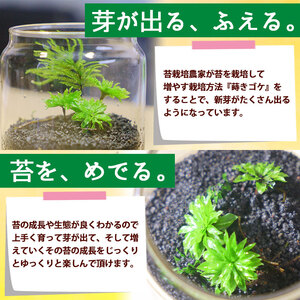 「めでる」シリーズ：苔テラリウム制作キット オオカサゴケ&コウヤノマンネングサ 混合パック NKK0009