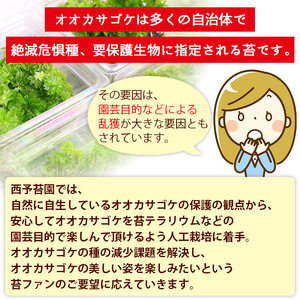 オオカサゴケ [Rhodobryum giganteum] 苔テラリウム用人工栽培品種 5本パック NKK0006
