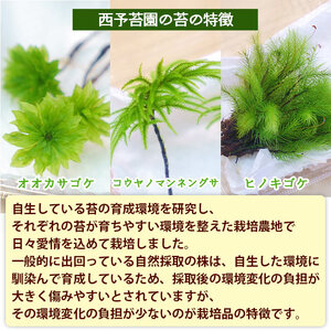 コウヤノマンネングサ・オオカサゴケ・ヒノキゴケの苔テラリウム用3種パック 人工栽培最高品質 NKK0007