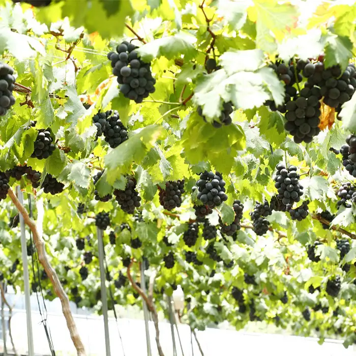 岡山県産 種無し ピオーネ2房（約1.2kg）【2026年8月下旬～9月中旬発送予定】（いばら愛菜館）