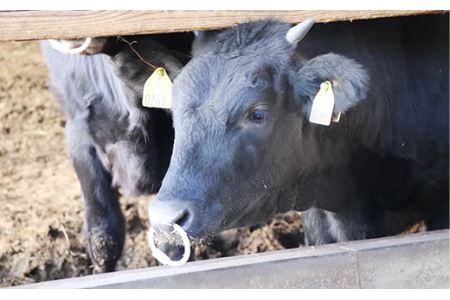 ステーキ食べ比べセット約1kg【美星和牛】