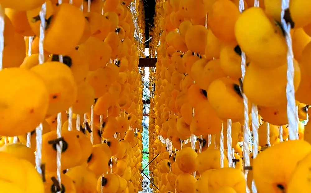 【限定４０箱】紅干し柿　１０個　桐箱入り　0033-2615