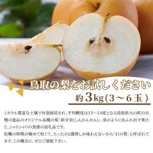 【先行予約】DS-15　新甘泉梨（しんかんせんなし）（３ｋｇ）