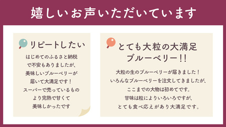 ブルーベリー1.2kg ( 400g × 3パック ) 【2026年6月から発送開始】[AK002sa]