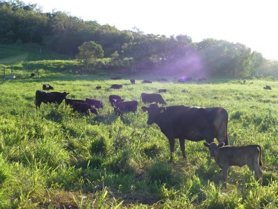 【 ビーフカレー 】いわさきＷａｇｙｕ ビーフカレー 3箱・ ビーフカレー 辛口3箱セット(いぶすきゴルフクラブ/IB107-002) ビーフカレー
