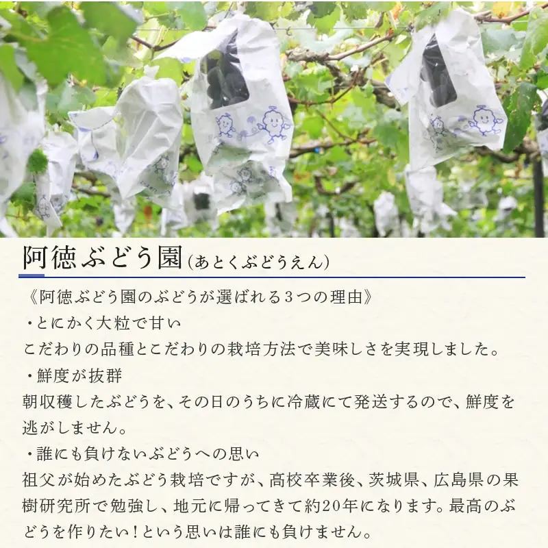『先行予約』【令和8年7月下旬発送】唐津市産種あり大粒「巨峰」約3kg(5～8房) ぶどう ブドウ 果物 フルーツ ギフト