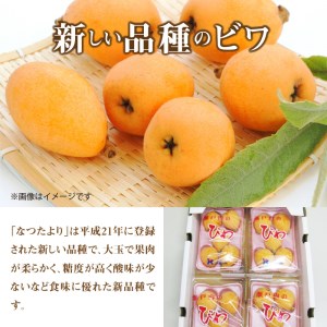 ビワの新品種 「なつたより」 約1kg