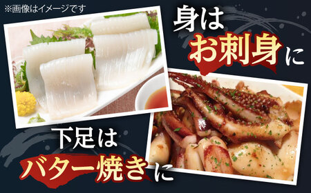 アオリイカ（処理済み） 700g前後 《壱岐市》[JCG018]