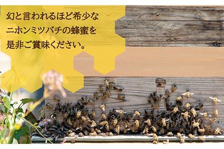 【先行予約】ニホンミツバチ 生蜂蜜 600g【2026年6月中旬以降順次発送】《壱岐市》【憲ちゃんハチミツ】[JCL001]  はちみつ ハチミツ 蜂蜜 日本蜜蜂 国産 非加熱  30000 30000円 3万円