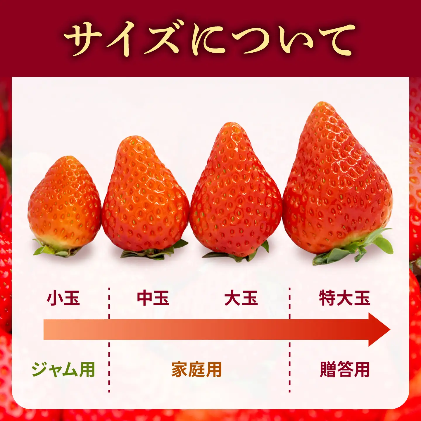 【先行予約】ゆめのか 1kg （約250g×4パック）【2027年1月以降順次発送】[JEM001] いちご 苺