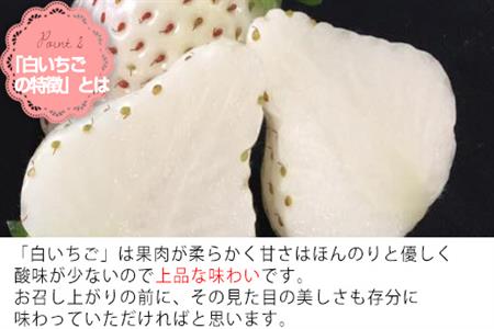 『先行予約』【令和9年2月上旬から4月下旬までにお届け】訳あり 白い宝石 白いちご 130g×4P(合計520g) 大小不揃い いちご イチゴ 苺 フルーツ 果物 希少