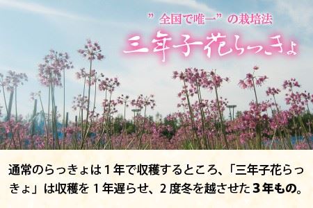 『こだわりの三年掘り栽培』 福井特産 三年子花らっきょギフト 【甘酢 漬け 国産 漬け物 お漬物 ラッキョウ らっきょう】 [B-0701]